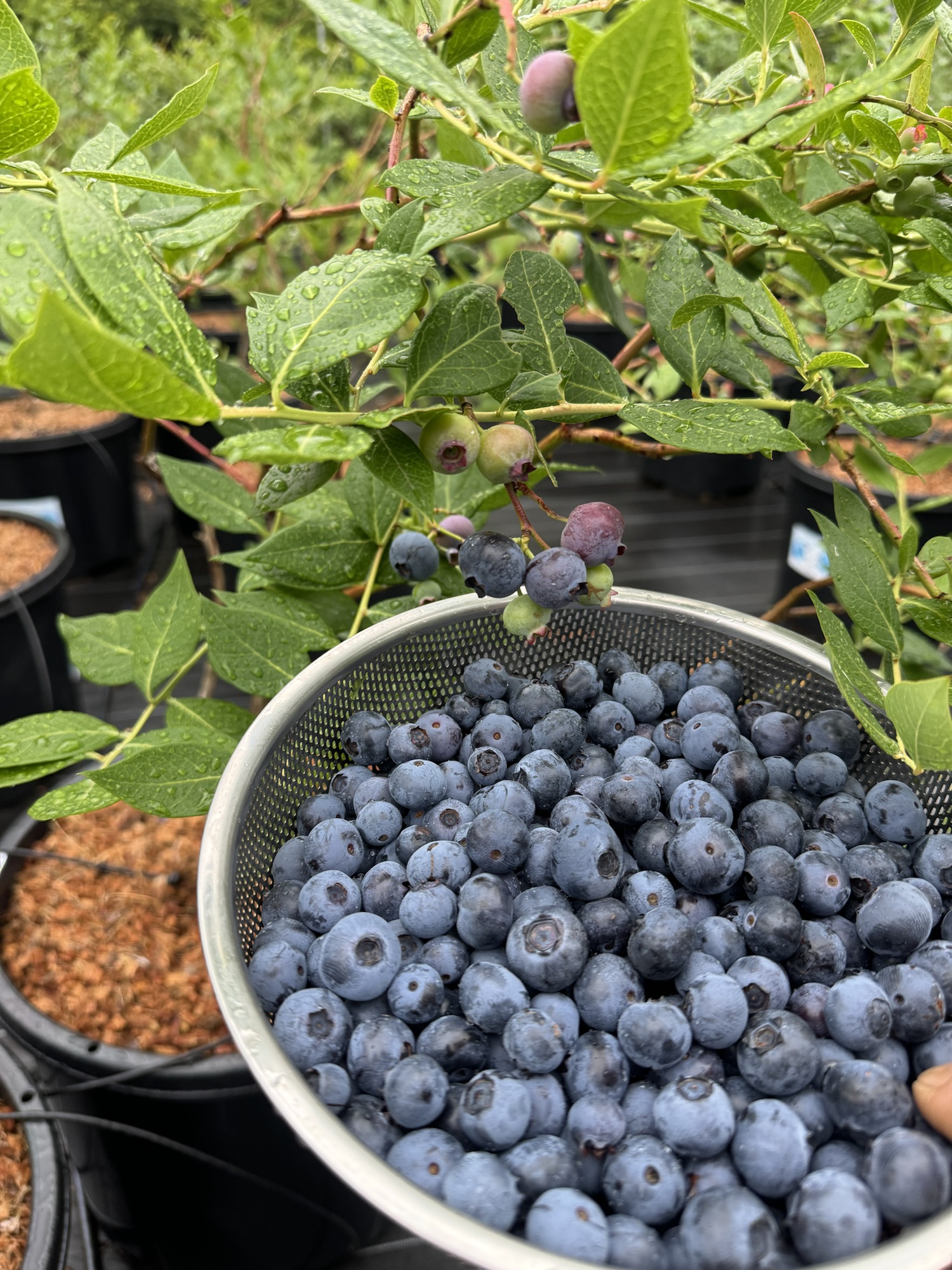 ブルーベリー狩り予約受付開始 | ザ・作兵衛フルーツガーデンえつそpww